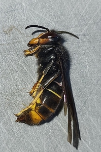 Frelon asiatique30mai26