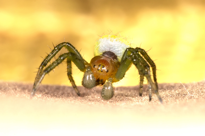 2S6A9264-topaz