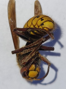 Frelon européen 2