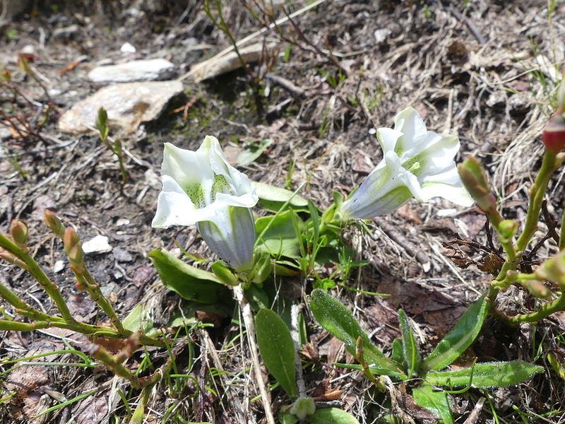 P1750293