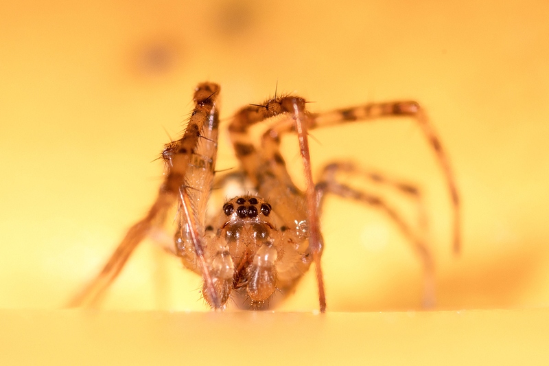 2S6A9232-topaz-sharpen