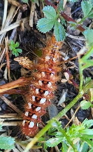 Noctuelle de la patience 1