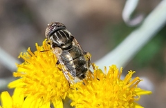 Eristalinus9jun26