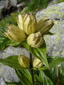 Gentiana punctata (photo de Simon Eugster)