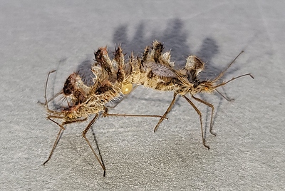 Insecte.30.4.26