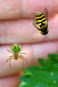 Syrphe et araignée