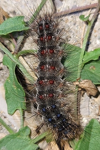 Bombyx disparate 20jun26