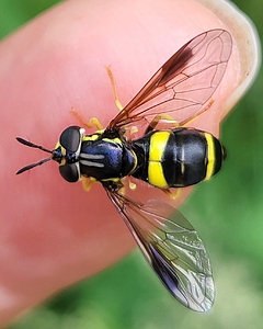 Chrysotoxe à double ceinture