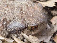 Crapaud.2