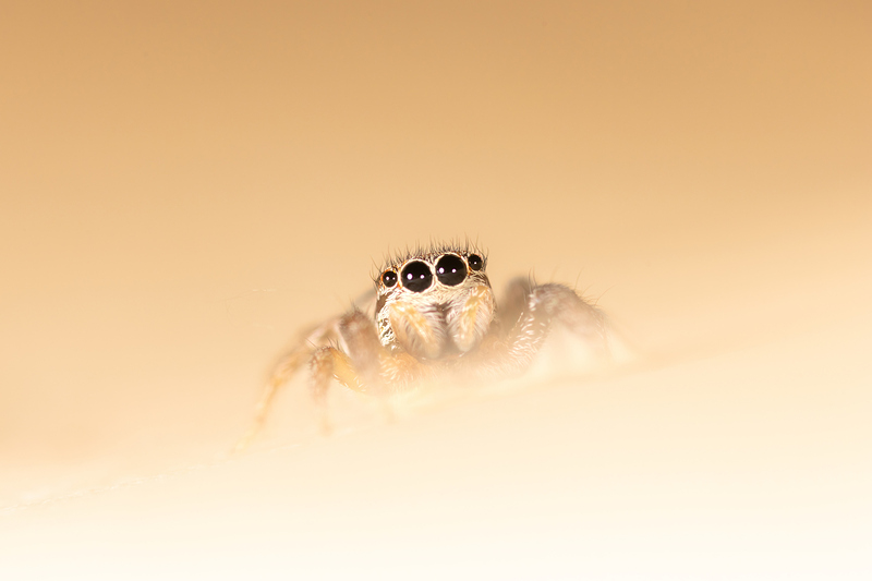 2S6A9399-topaz-denoise-sharpen