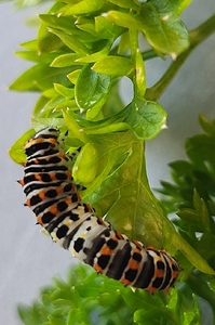Machaon chenille 2