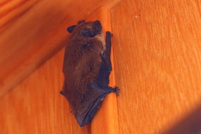 Chauve-Souris_9439_rp2d