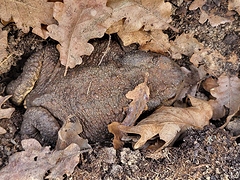 Crapaud.1