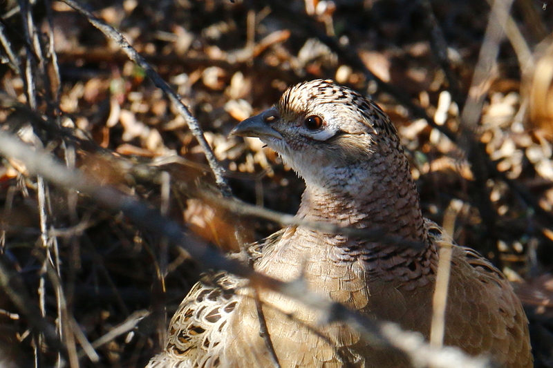 poule_faisanne_0105_r