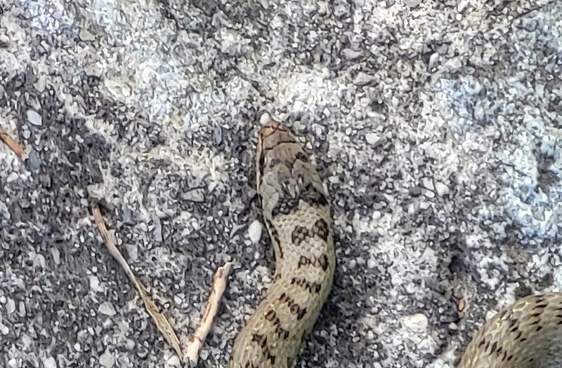 Couleuvre.2