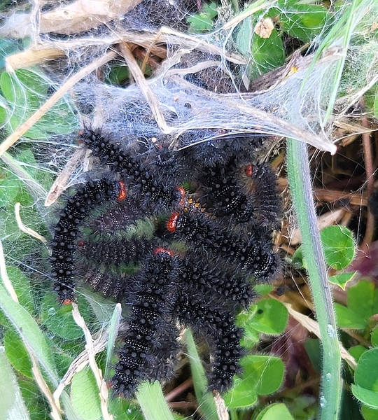 Mélitée.du.plantain