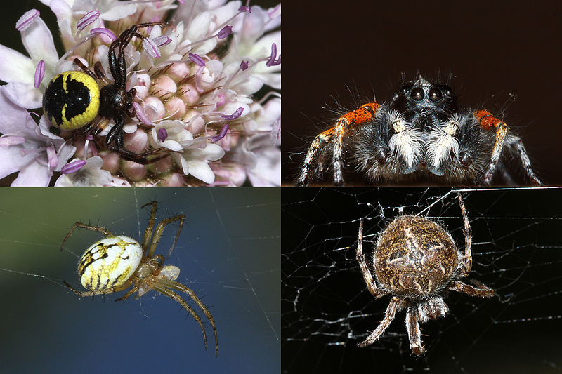 araignées 3juin