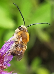 Abeille grandes antennes
