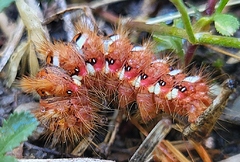 Noctuelle de la patience 2