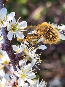 Cétoines hérissées
