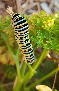 Machaon chenille 18.06.26