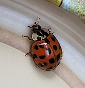 Coccinelle_19_points