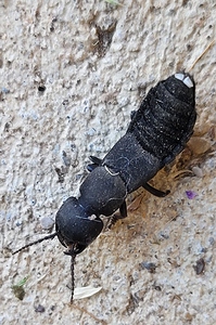 Staphylin odorant