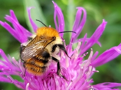 Bourdon sur centaurée(1)