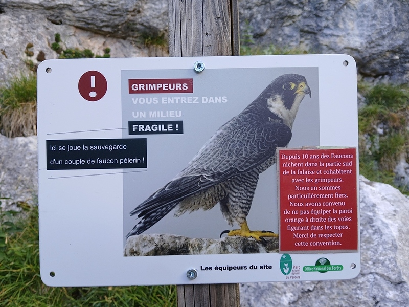 Escalade et Faucons