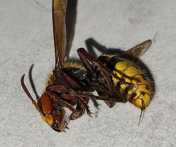 Frelon européen