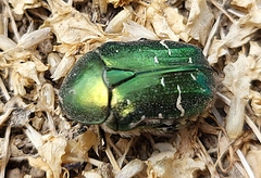 Cétoine dorée 18mai26