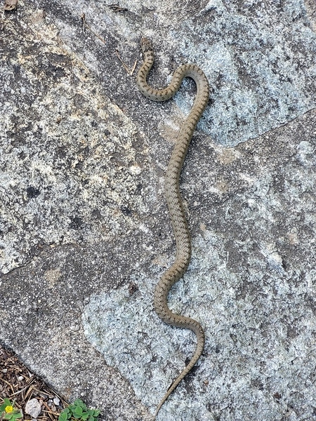 Couleuvre.1