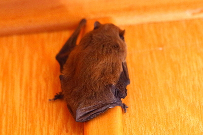 Chauve-Souris_9440_rpd