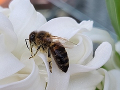 Abeille butinant jacinthe