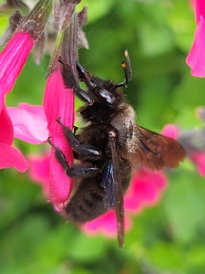 Abeille charpentière 19mai26