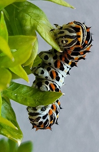 Machaon chenille