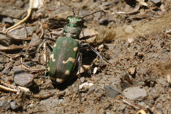 Cicindelle_des_alpes_6246_rd