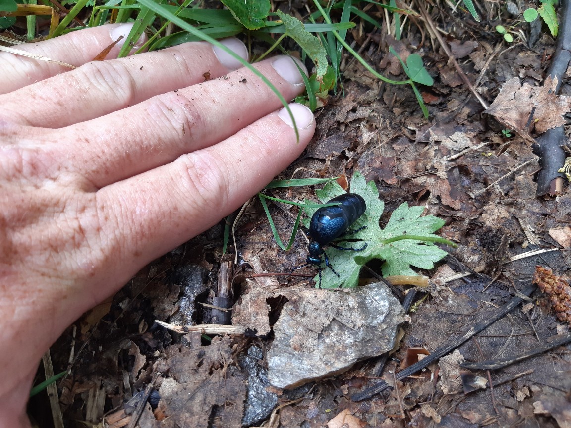 Post insectes et autres petites bestioles Forum