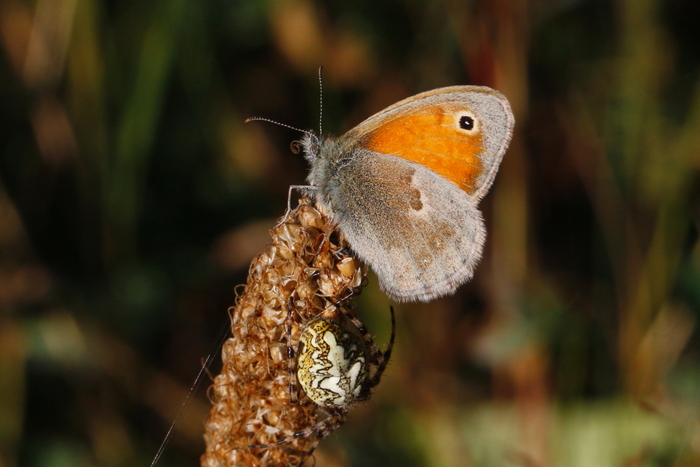 papillon_et_épeire_5511_rd