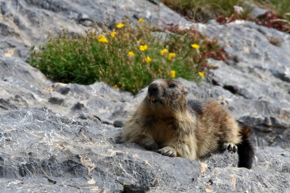 marmotte_9904_2d