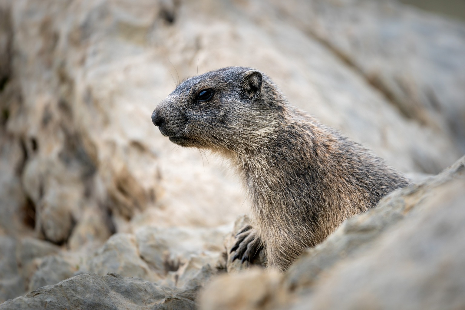 1759071150_1068851231