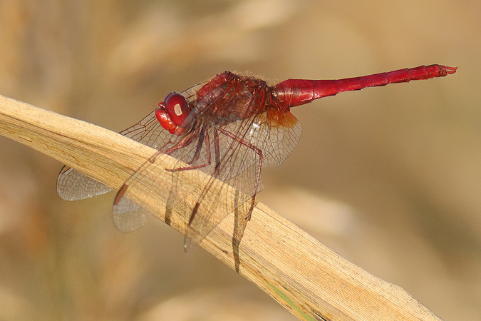 IMG_6514-crocthemis écarlate 675