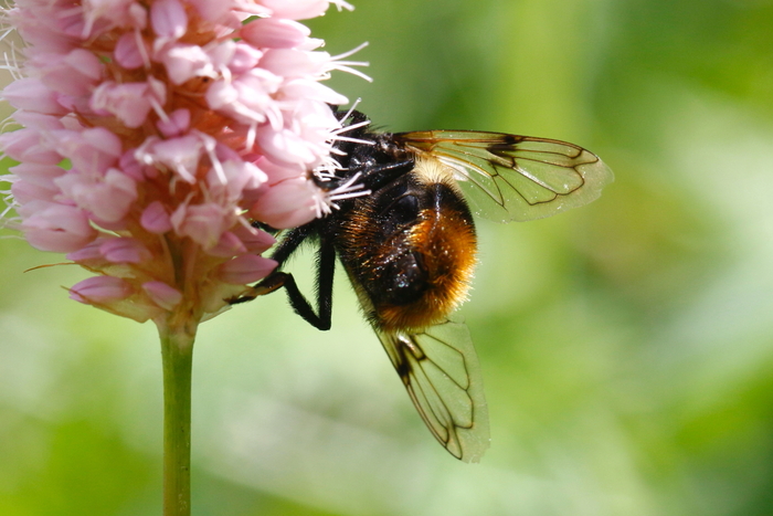 Volucelle bombylans_4419_rd