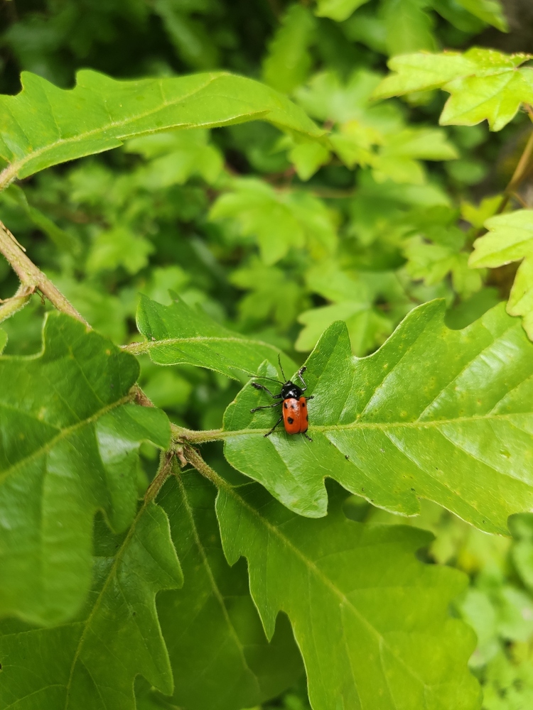 Post insectes et autres petites bestioles Forum