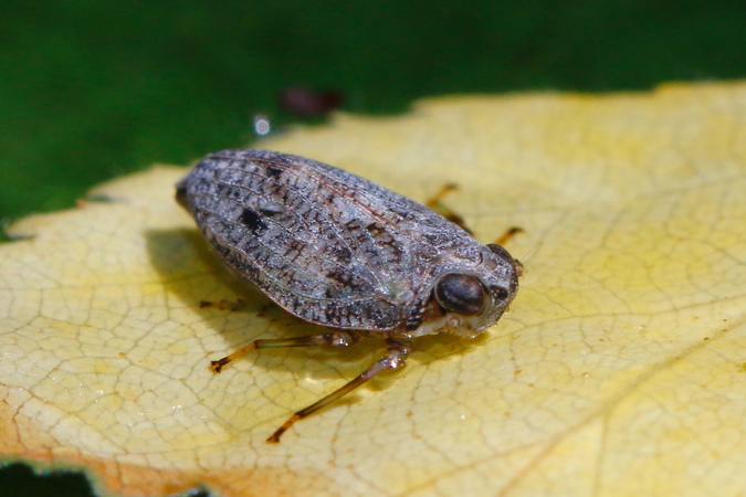 Post insectes et autres petites bestioles Forum