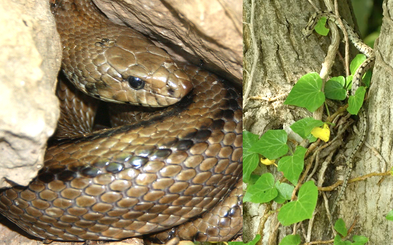 couleuvre à échelons