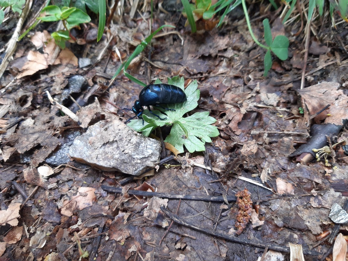 Post insectes et autres petites bestioles Forum