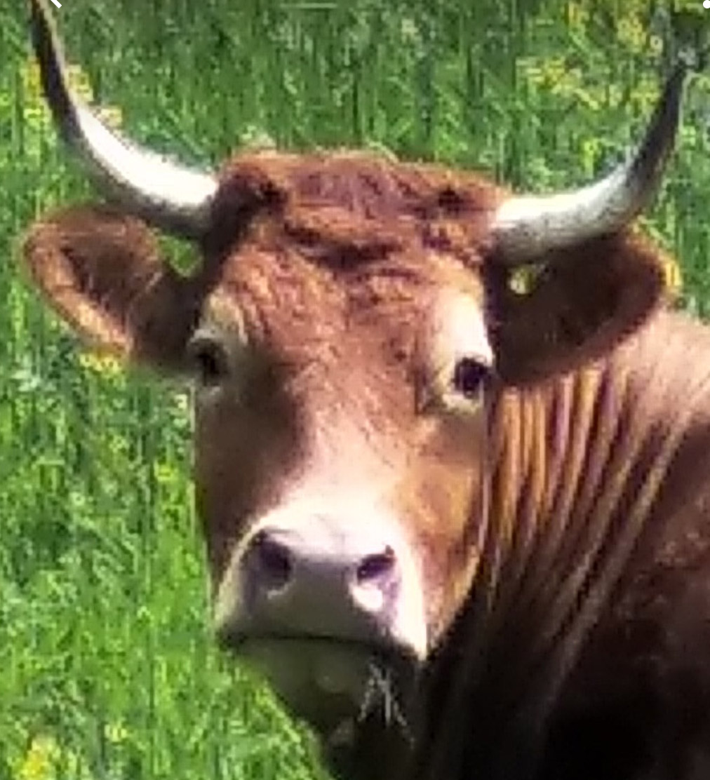 Le fromage beaufort, 2 vaches montagnardes, Les 2 races de vaches de  l'AOP Beaufort