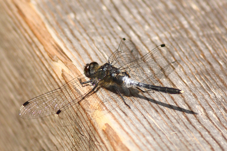 Leucorrhinia albifrons 750