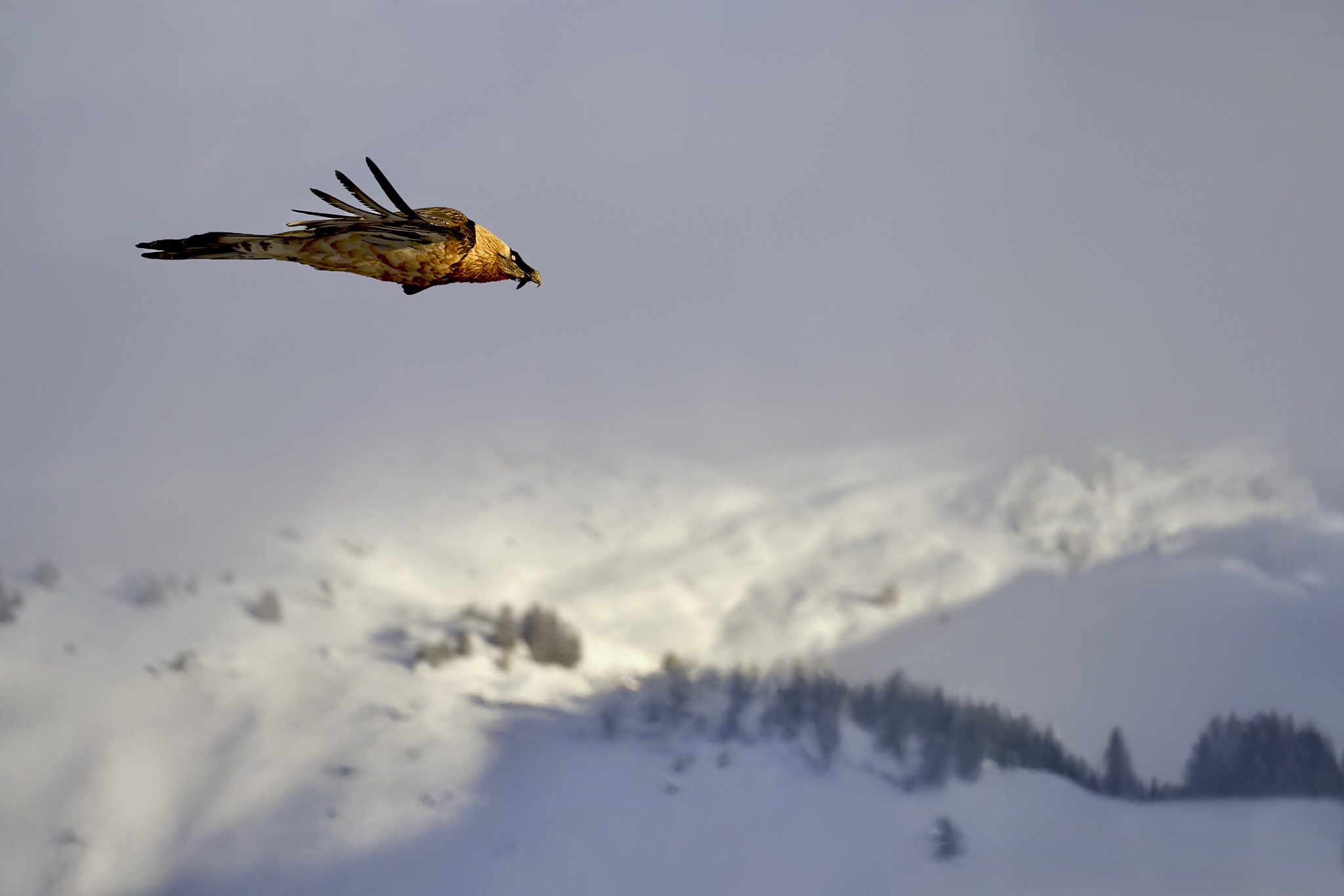 1760556817_320984488